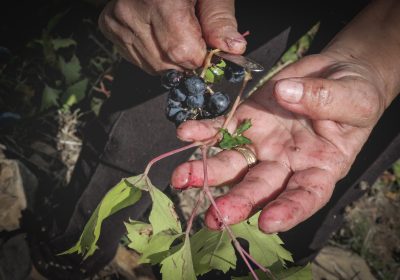 Bis-zu-12-Stunden-schuften-die-Arbeiterinnen-am-Tag-zu-einem-Hungerlohn-von-oftmals-nur-25-Euro-am-Tag
